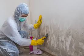 Best Forensic Mold Investigation  in Park City, KS